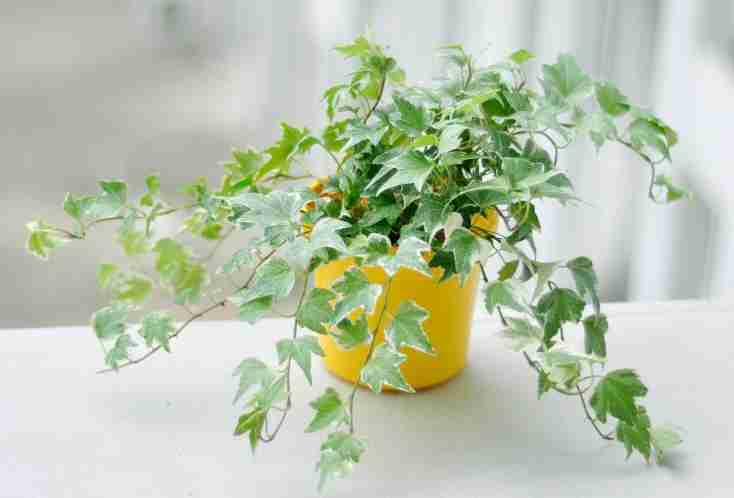 室内净化空气植物（10种室内最好养的植物）-第1张图片