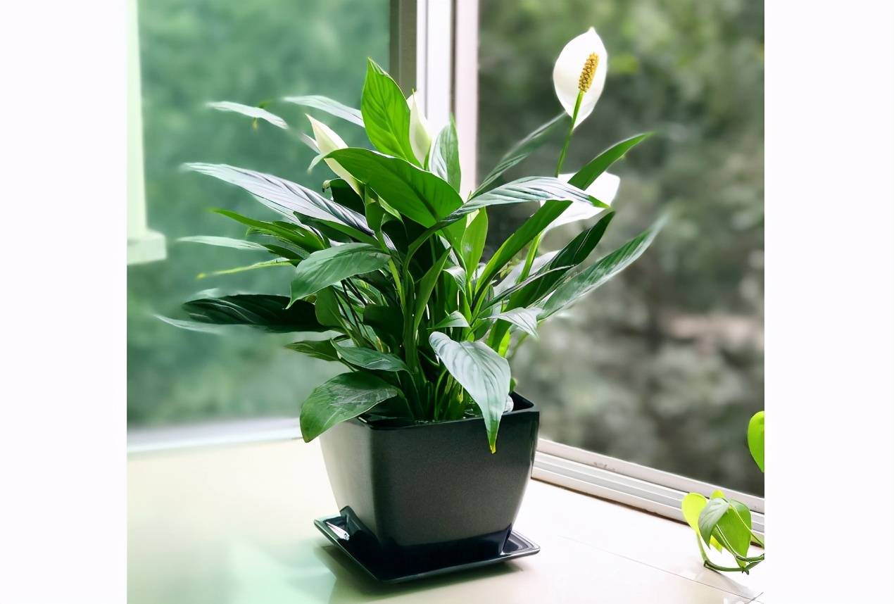 室内净化空气植物（10种室内最好养的植物）-第5张图片