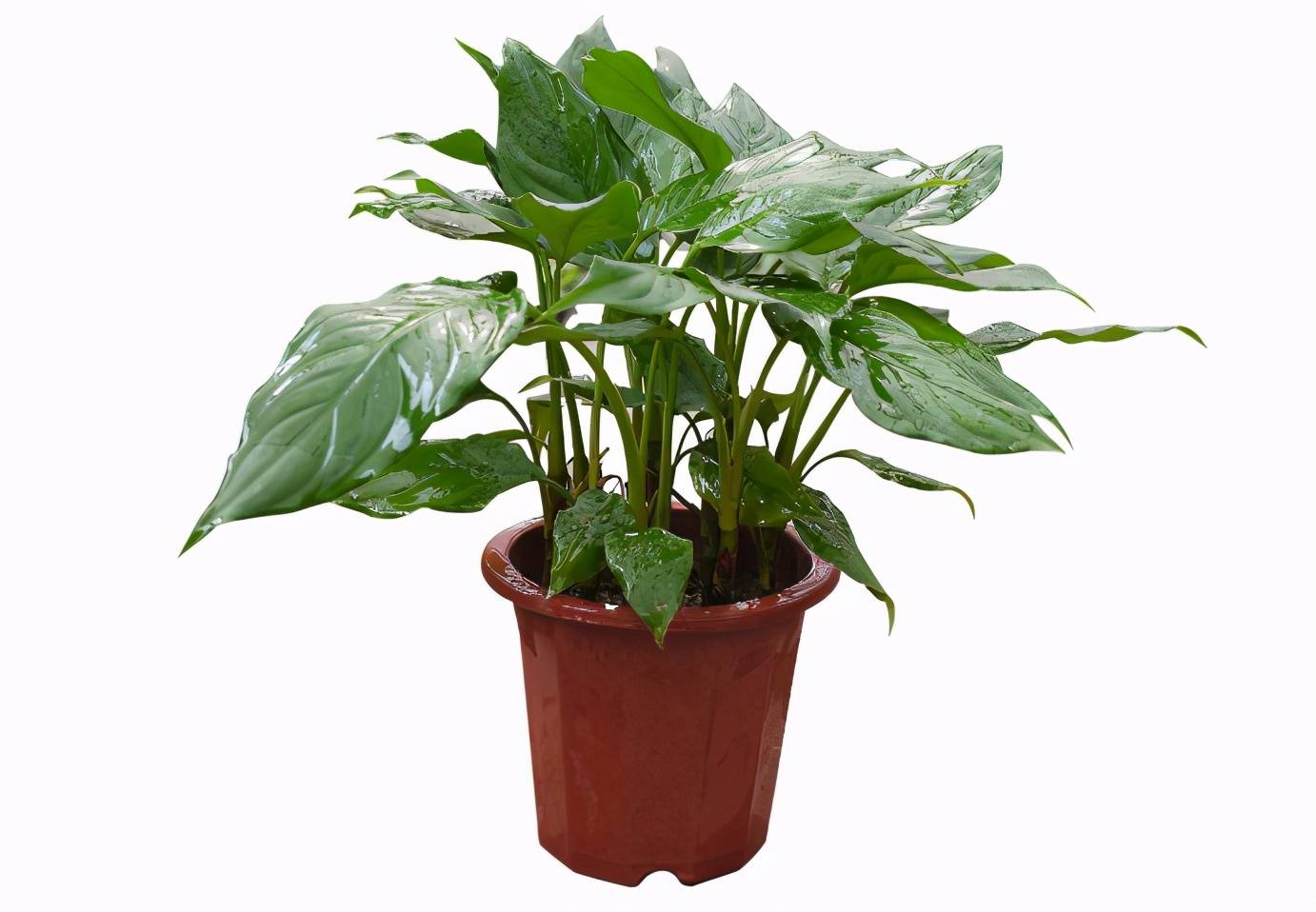 室内净化空气植物（10种室内最好养的植物）-第4张图片