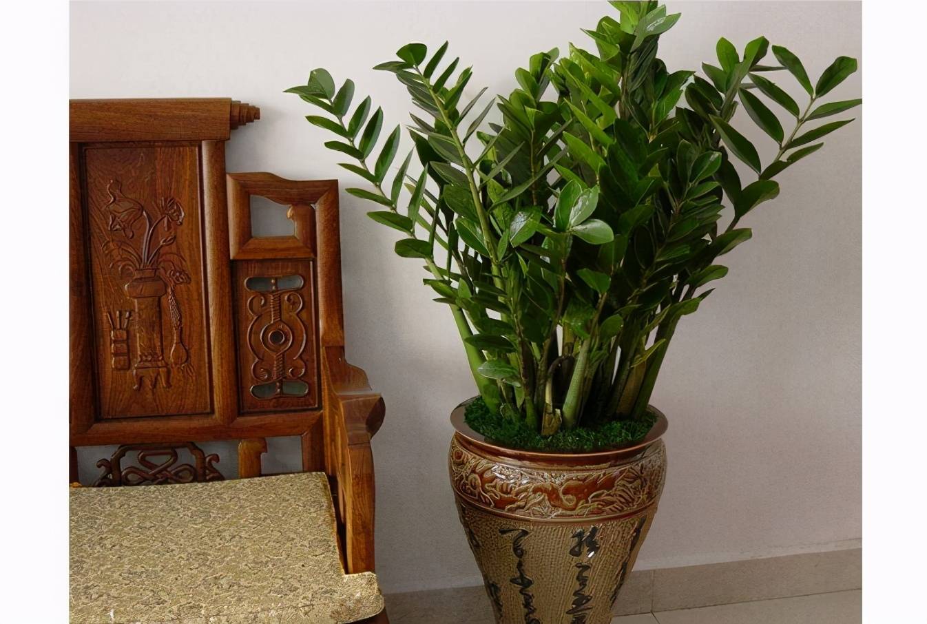 室内净化空气植物（10种室内最好养的植物）-第7张图片