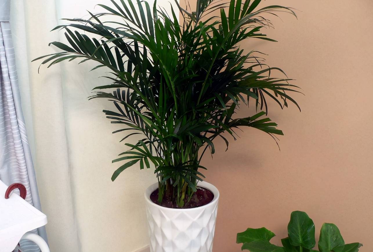 室内净化空气植物（10种室内最好养的植物）-第10张图片