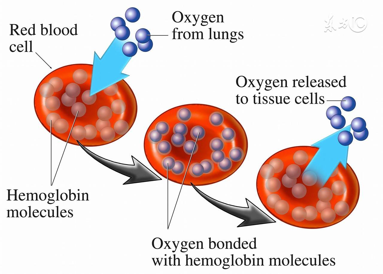 红细胞的作用（促红细胞生成素的5大作用）-第1张图片