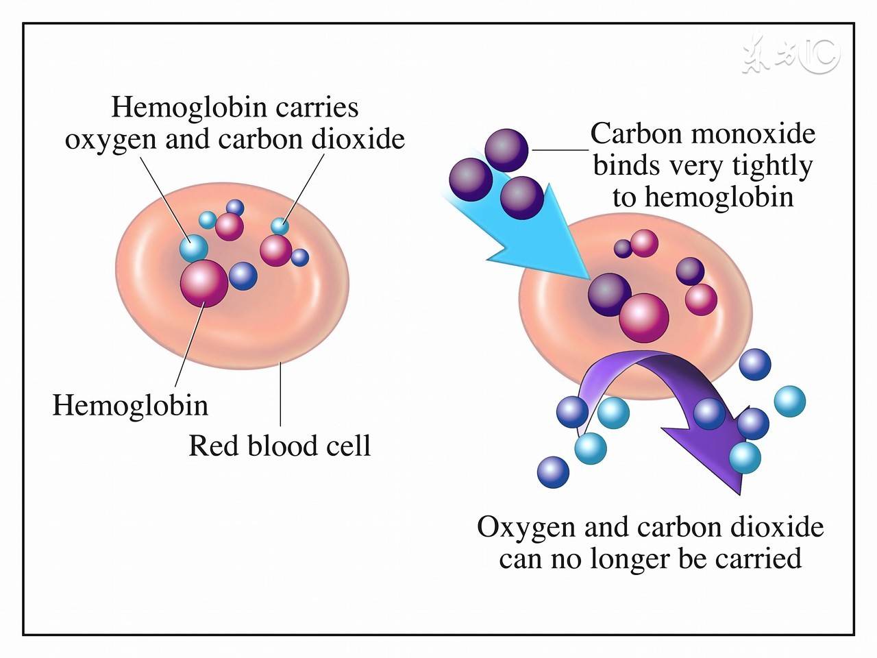 红细胞的作用（促红细胞生成素的5大作用）-第2张图片