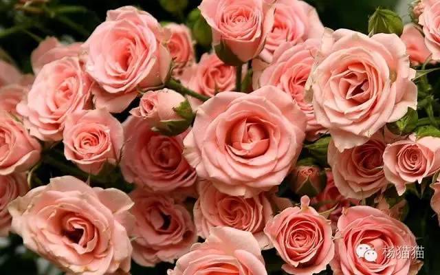 11朵粉玫瑰代表什么？（11朵玫瑰花语的含义！）-第3张图片