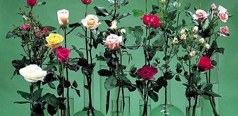 30朵玫瑰花语（玫瑰花语每朵代表什么？）-第2张图片