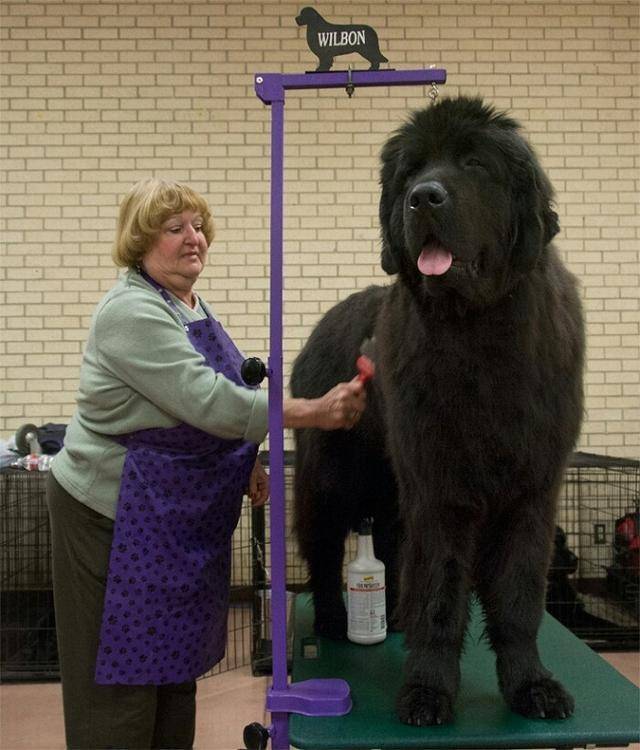 世界最高大的狗(世界上最大的10种狗狗)-第1张图片