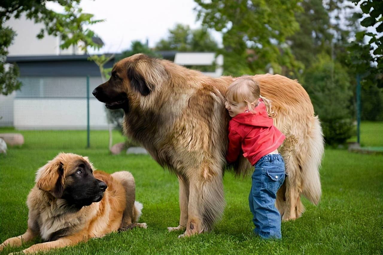 世界最高大的狗(世界上最大的10种狗狗)-第4张图片