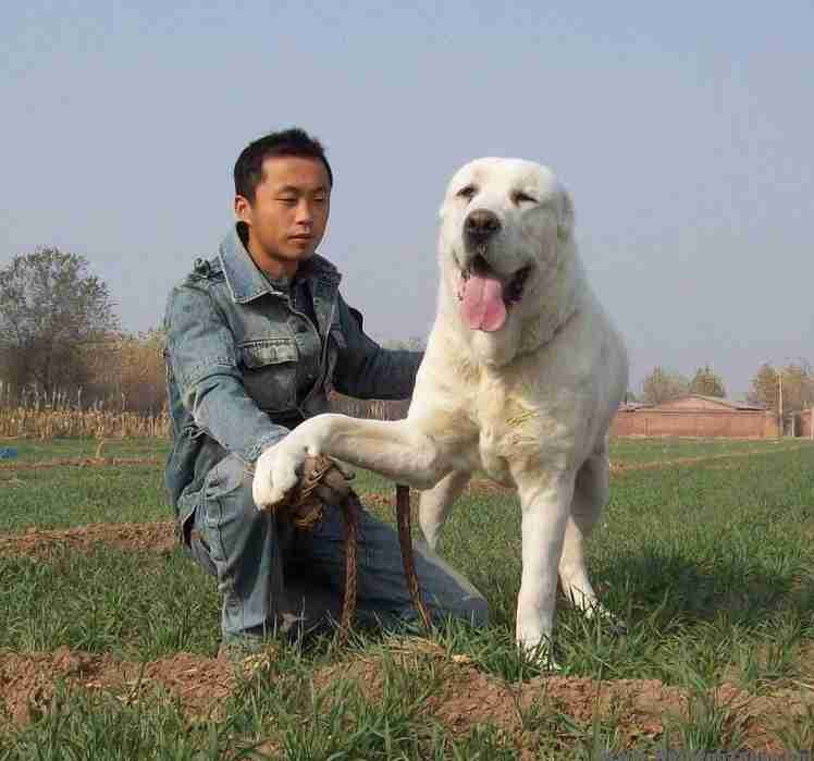 世界最高大的狗(世界上最大的10种狗狗)-第2张图片