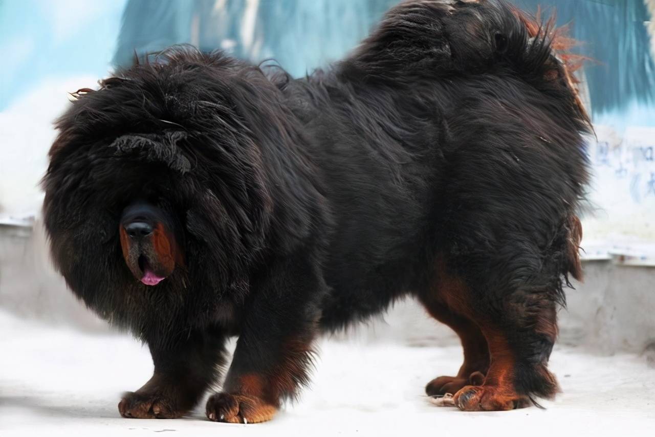 世界最高大的狗(世界上最大的10种狗狗)-第3张图片
