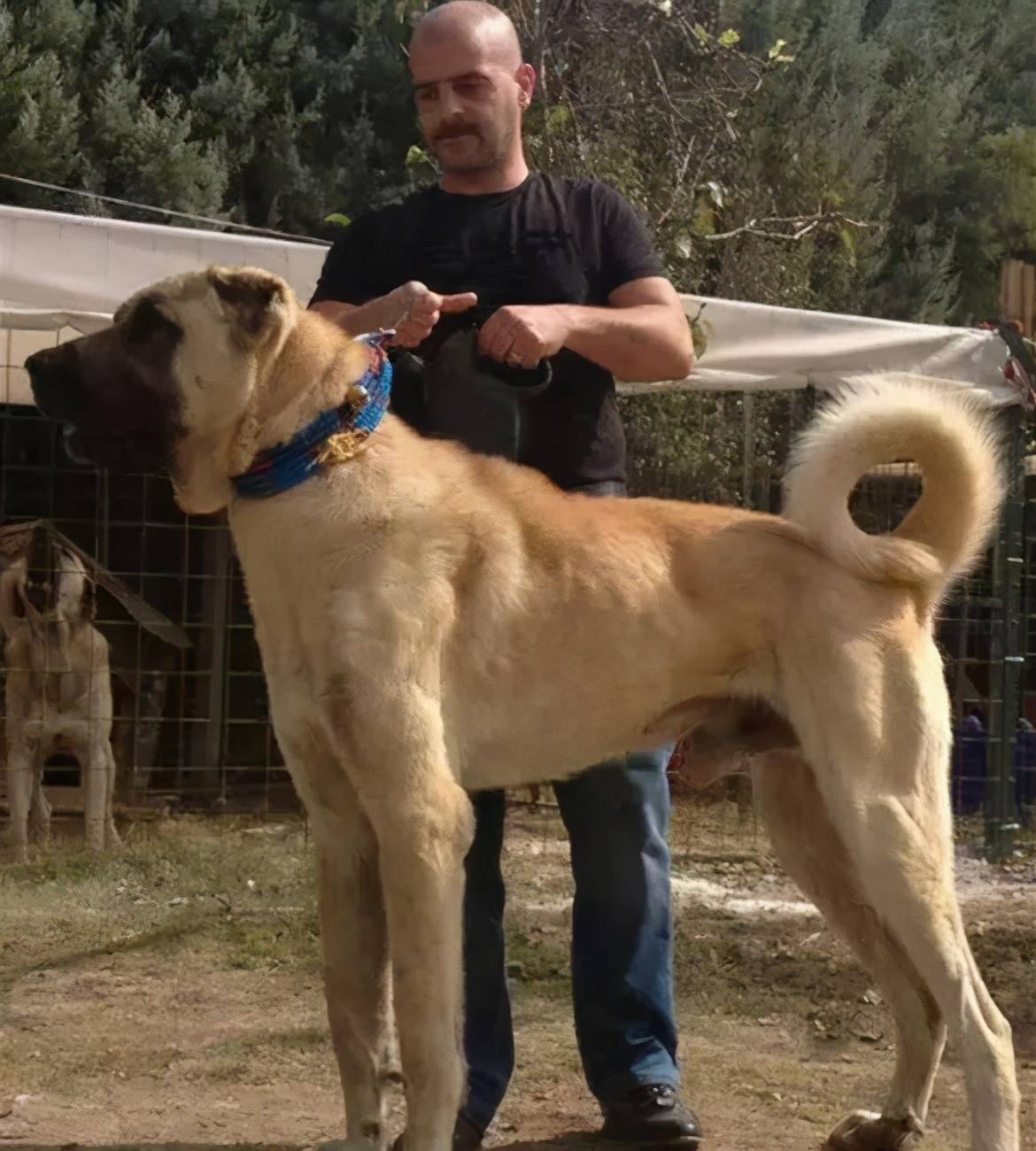 世界最高大的狗(世界上最大的10种狗狗)-第7张图片
