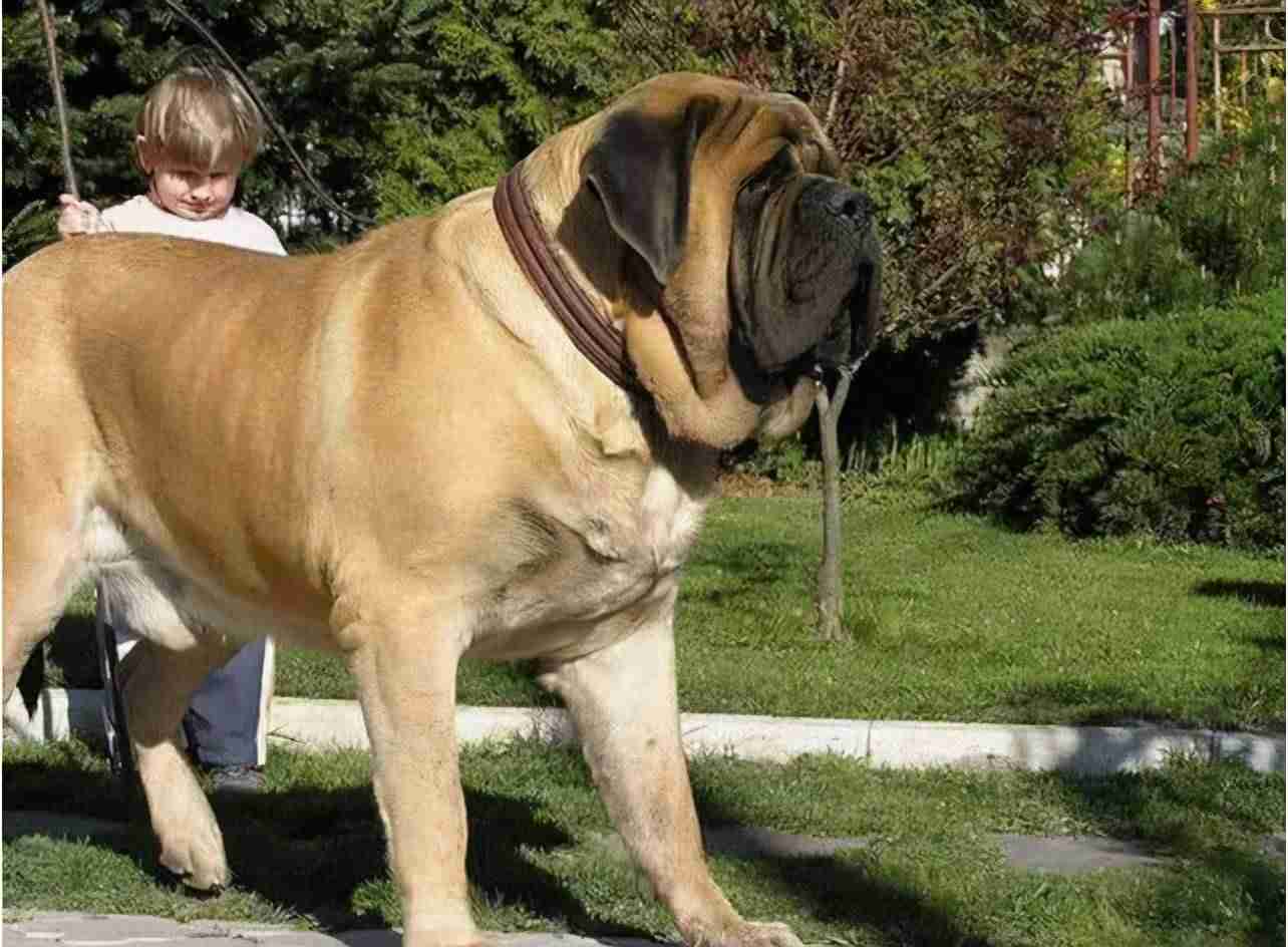 世界最高大的狗(世界上最大的10种狗狗)-第10张图片