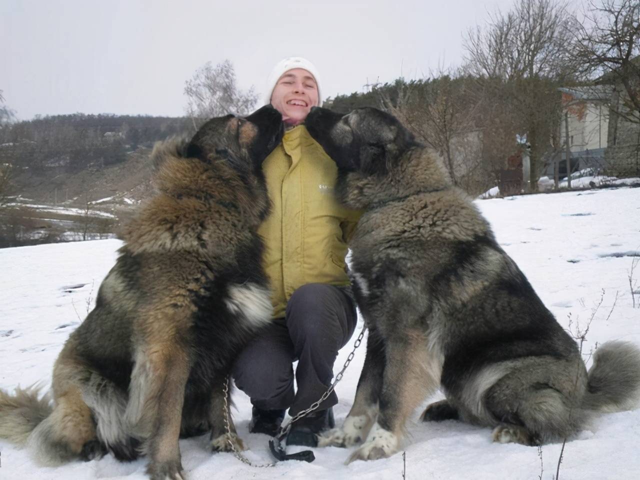世界最高大的狗(世界上最大的10种狗狗)-第8张图片