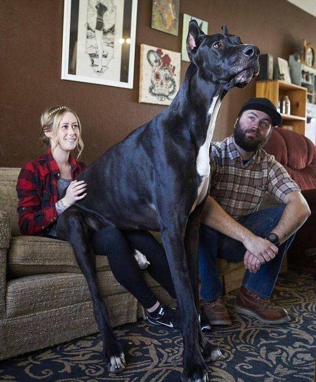世界最高大的狗(世界上最大的10种狗狗)-第11张图片