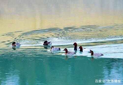 红头潜鸭（商洛一小溪旁来7只红头潜水鸭）-第6张图片