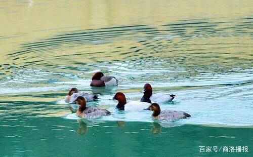 红头潜鸭（商洛一小溪旁来7只红头潜水鸭）-第7张图片