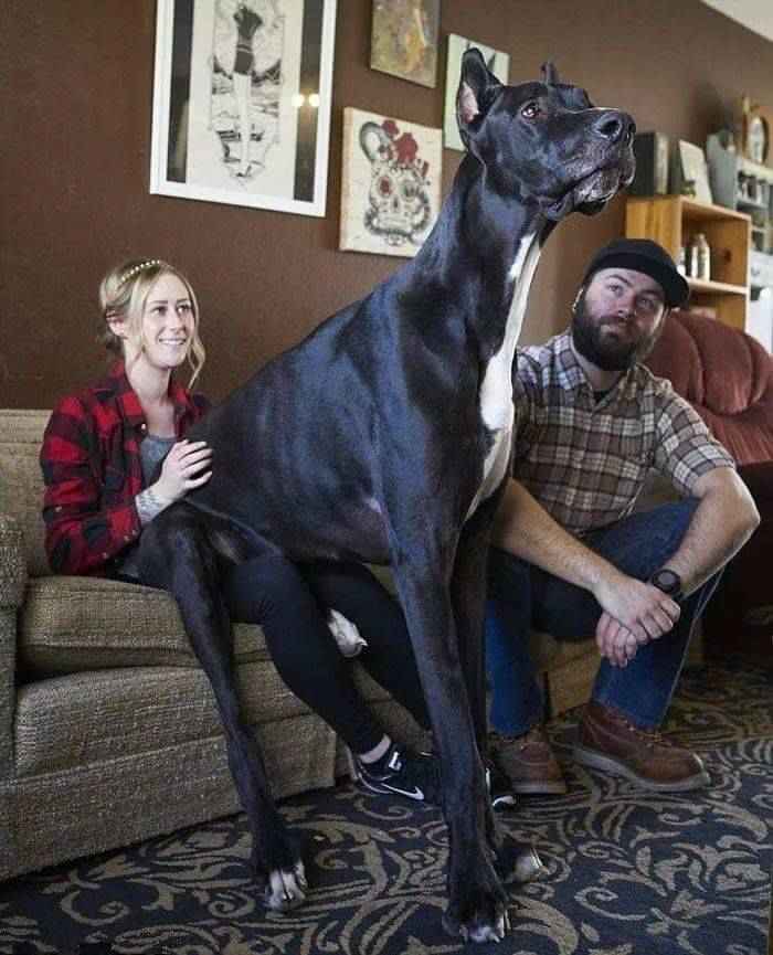 最大的狗（世界上最大的犬种）-第3张图片