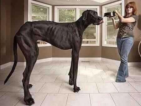 最大的狗（世界上最大的犬种）-第1张图片