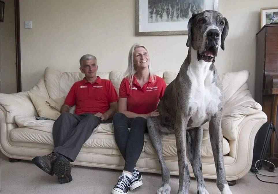 最大的狗（世界上最大的犬种）-第2张图片