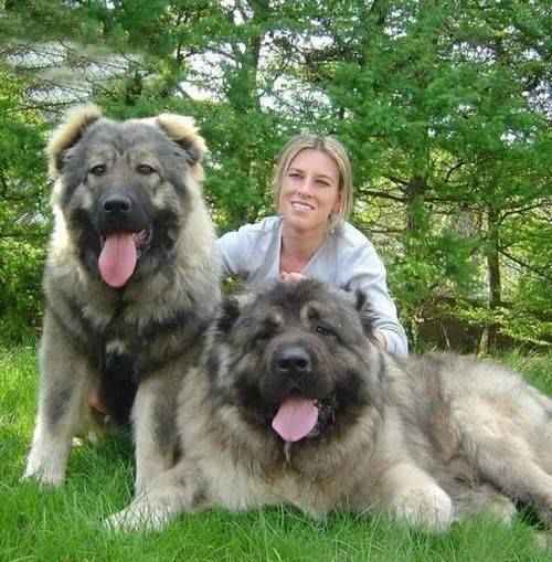 最大的狗（世界上最大的犬种）-第12张图片
