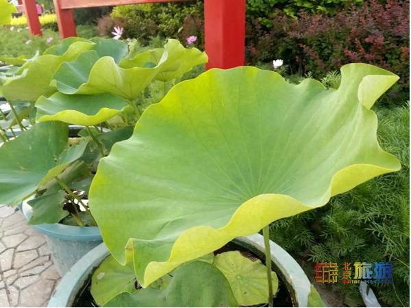 北京到北京西地铁多久(地铁出北京西站走多远)-第26张图片 北京到北京西地铁多久(地铁出北京西站走多远)-第26张图片