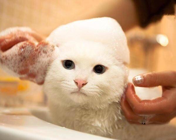 猫咪多久洗一次澡(不能当着猫咪的面铲屎)-第5张图片