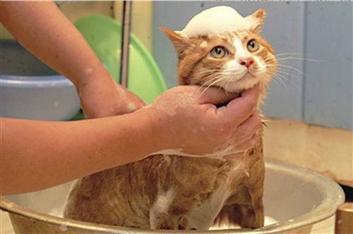 猫咪多久洗一次澡(不能当着猫咪的面铲屎)-第3张图片