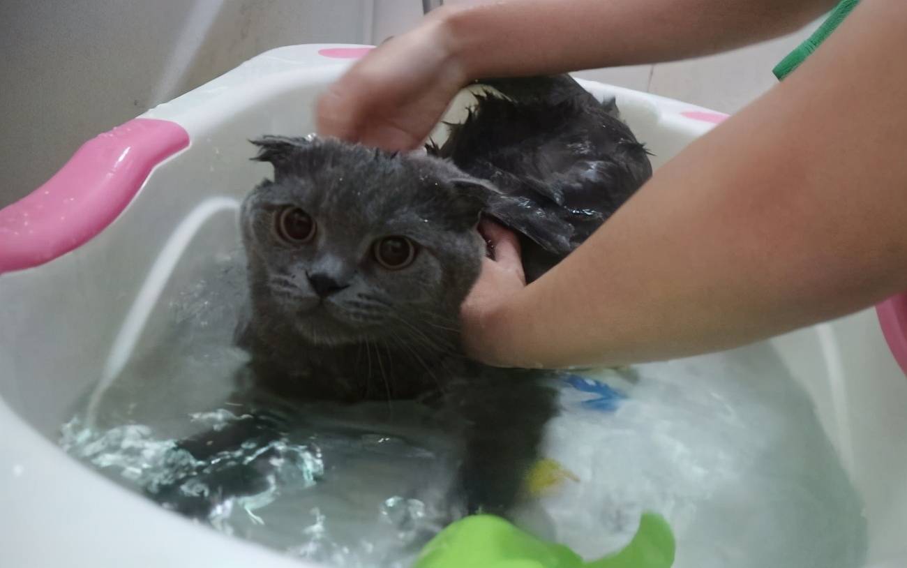 猫咪多久洗一次澡(不能当着猫咪的面铲屎)-第1张图片
