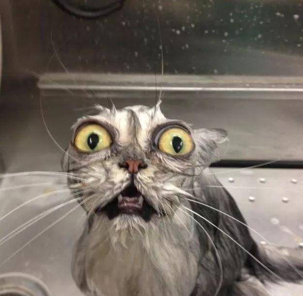 猫咪多久洗一次澡(不能当着猫咪的面铲屎)-第2张图片