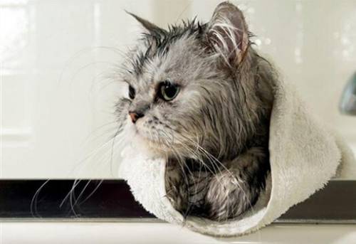 猫咪多久洗一次澡(不能当着猫咪的面铲屎)-第4张图片