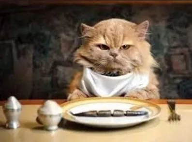 猫咪营养膏多久吃一次(幼猫营养膏什么牌子好)-第6张图片