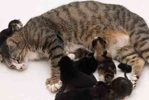 猫咪营养膏多久吃一次(幼猫营养膏什么牌子好)-第5张图片