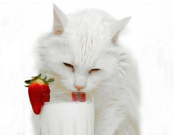 猫咪营养膏多久吃一次(幼猫营养膏什么牌子好)-第8张图片