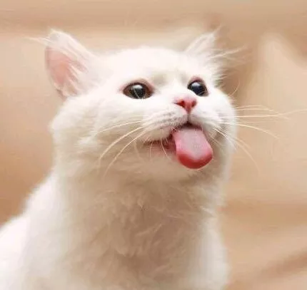 猫咪营养膏多久吃一次(幼猫营养膏什么牌子好)-第7张图片