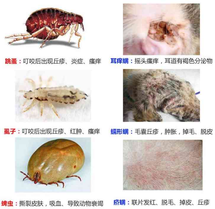 狗狗驱虫多久一次(驱虫一般几天能去干净)-第1张图片 狗狗驱虫多久一次(驱虫一般几天能去干净)-第1张图片