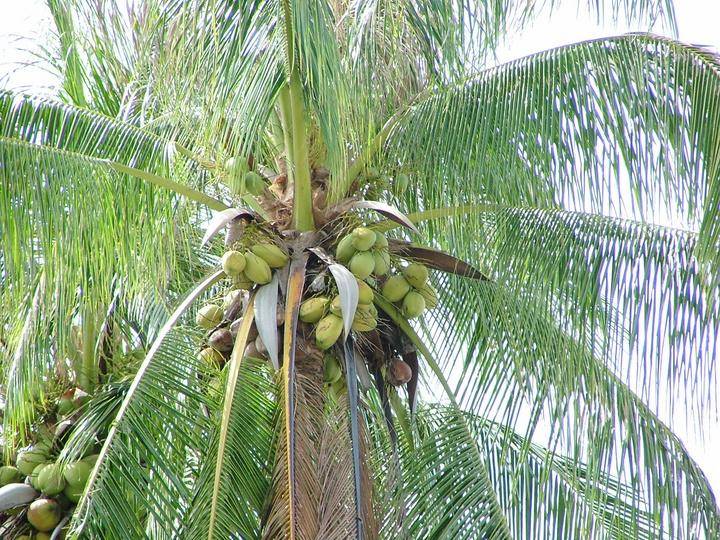 椰子可以放多久(椰子放了一个月还能喝吗)-第2张图片