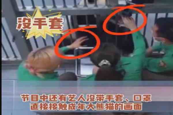 韩国艺人违规接触熊猫幼崽-脑残粉护主称怕熊猫抓伤爱豆-第1张图片