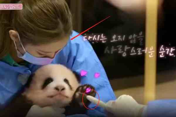 韩国艺人违规接触熊猫幼崽-脑残粉护主称怕熊猫抓伤爱豆-第3张图片