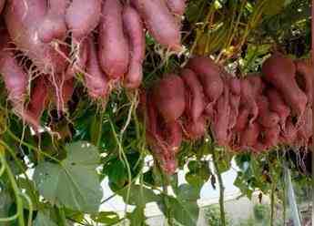 农业专家用牵牛花嫁接出空中红薯-嫁接蔬菜是转基因吗-第2张图片