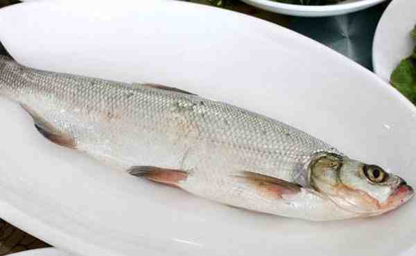 白条鱼怎么做好吃（白条鱼的营养价值有哪些）-第2张图片