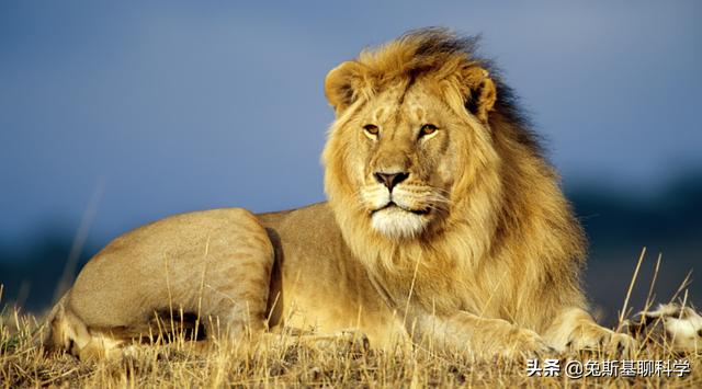 几头雄狮可以打赢一头东北虎（一只东北虎曾杀过30只狮子）-第1张图片