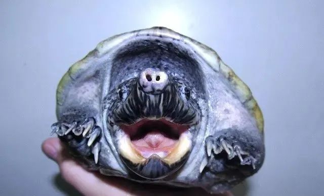乌龟有没有牙齿和舌头（乌龟没有舌头是怎么吃东西的）-第6张图片