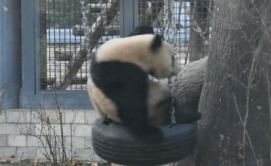 国宝大熊猫是什么类别的动物（我国大熊猫属于哪类的动物）-第8张图片