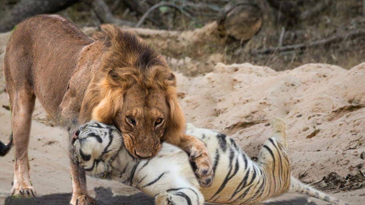 真正的万兽之王是谁（老虎vs狮子谁厉害）-第8张图片