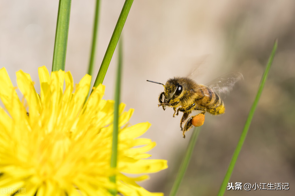 蜜蜂围着人飞是好事吗（蜜蜂总跟着人飞预示什么意思）-第3张图片