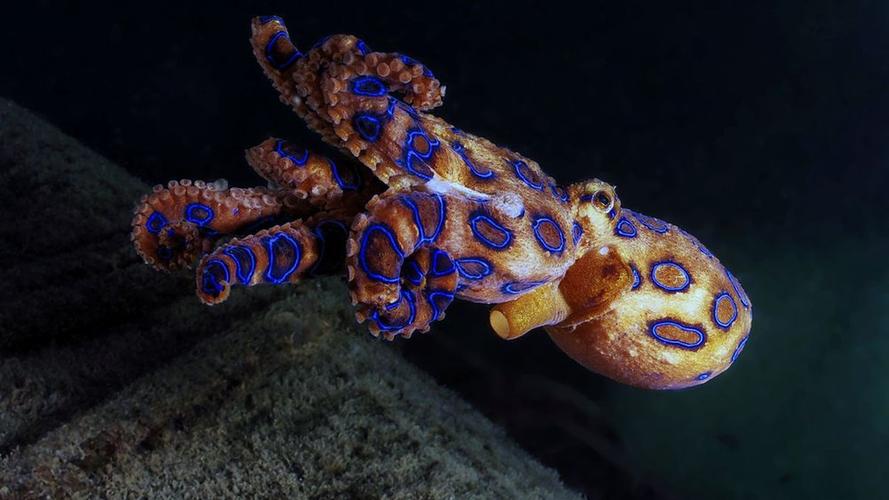 世界上最毒的蓝环章鱼有多毒（被蓝环章鱼咬了怎么办）-第4张图片