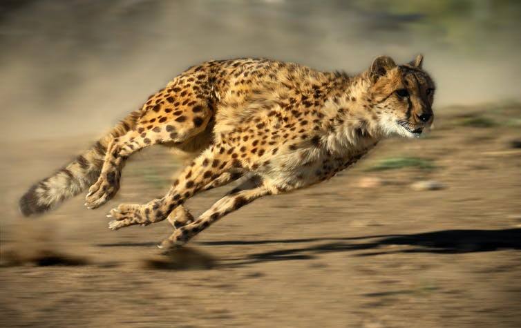 世界上跑最快的动物（世界上奔跑速度最快的动物排名）-第5张图片