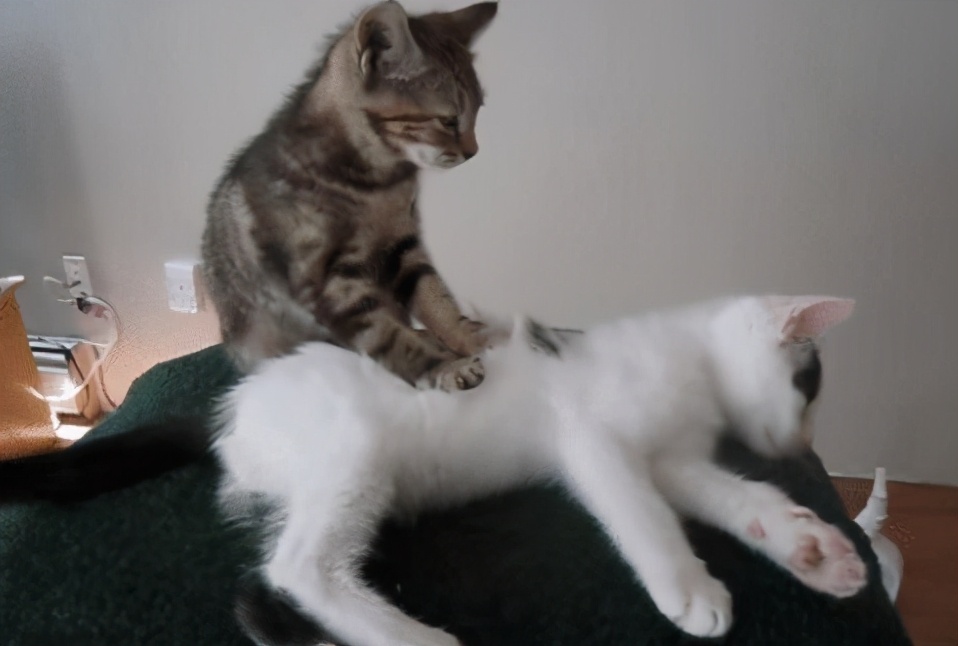 猫咪踩奶的行为是什么意思（为什么猫猫要频繁踩奶）-第2张图片