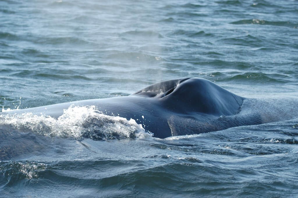 海洋中虎鲸和蓝鲸谁厉害（虎鲸想要猎杀蓝鲸容易吗）-第12张图片