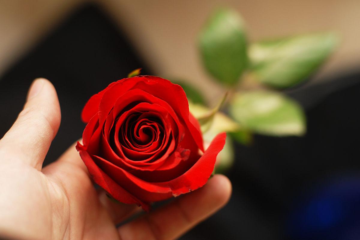 玫瑰代表什么,玫瑰象征意义-第8张图片