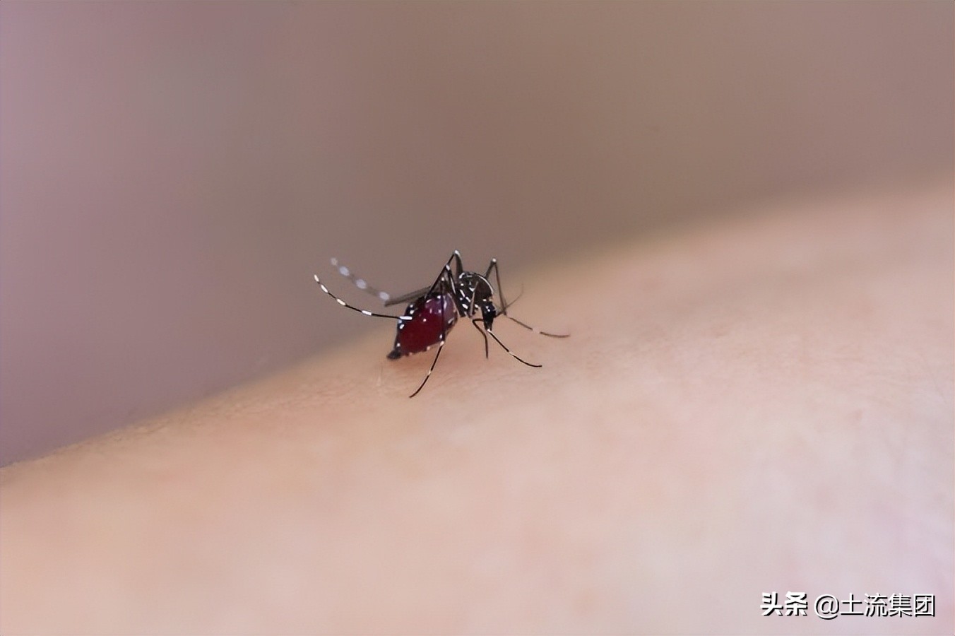 教你三招不惹蚊子咬（蚊子最怕的3个克星都是什么）-第2张图片